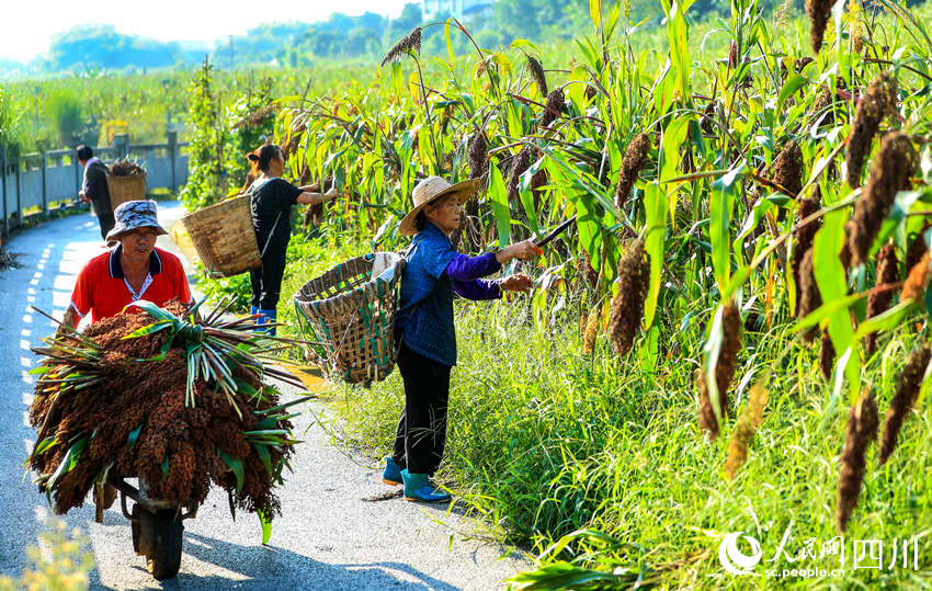 In pics: Autumn harvest in SW China's Sichuan