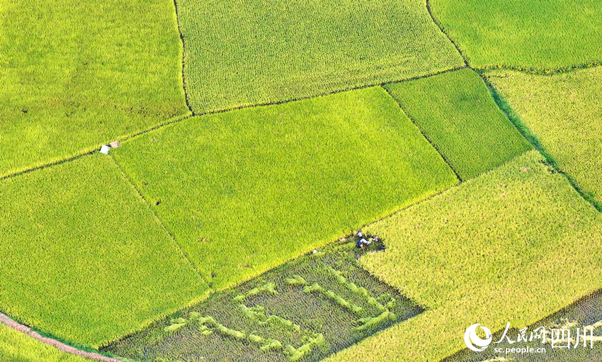 In pics: Autumn harvest in SW China's Sichuan