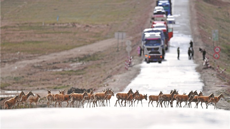 Antelopes on road to safety
