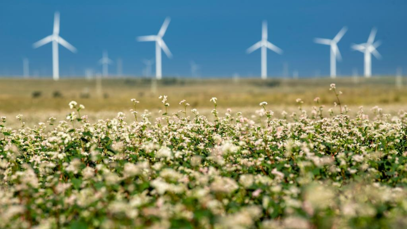 In pics: blooming buckwheat flowers in Yanchi County, NW China's Ningxia