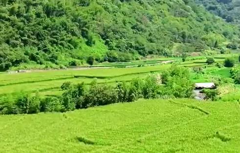 How artificial pollination is done in a rice field