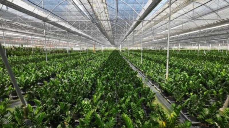 County in S China's Hainan thrives on Zamioculcas Zamiifolia