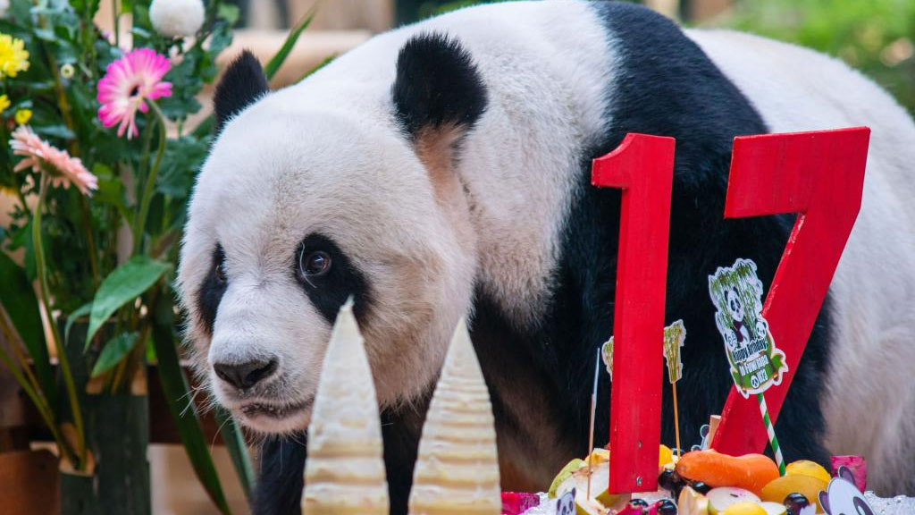 Giant panda "ambassadors" mark 17th birthday in Malaysia