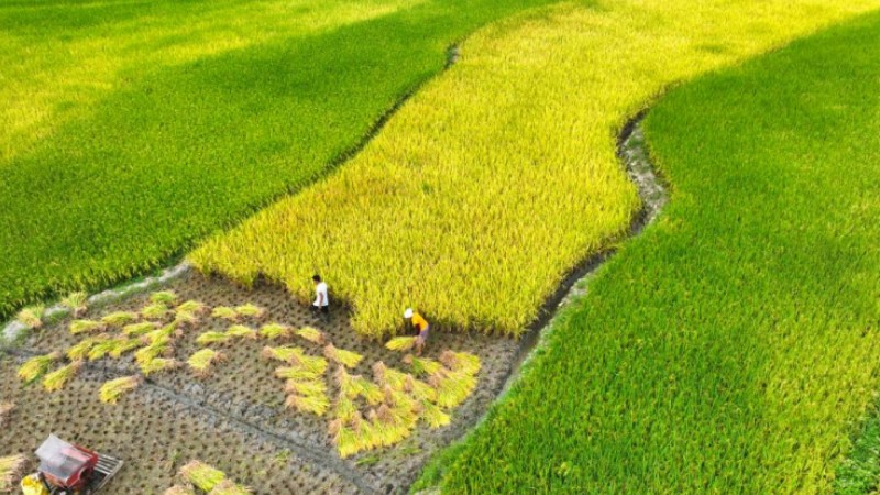 A glimpse of autumn farming in China