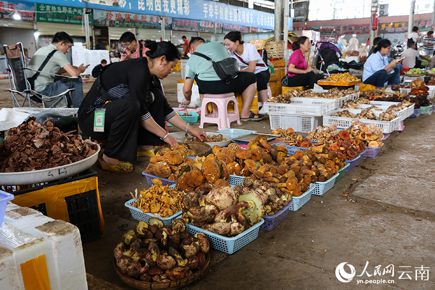 SW China's Yunnan enters peak season for trading wild mushroom