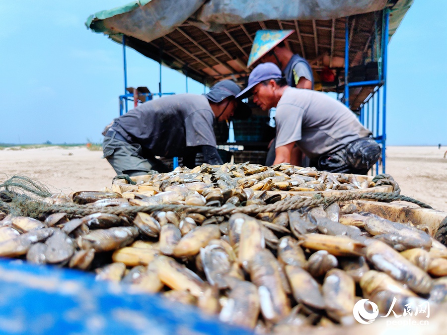 Farmers harvest razor clams in Fuzhou, SE China's Fujian