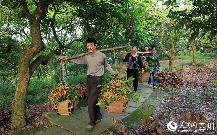 Farmers harvest longans in Luzhou, SW China's Sichuan