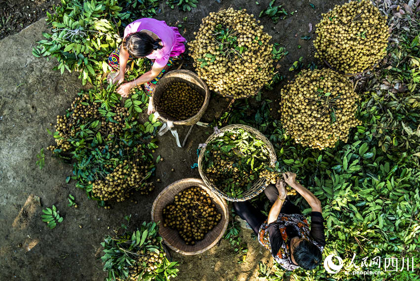 Farmers harvest longans in Luzhou, SW China's Sichuan