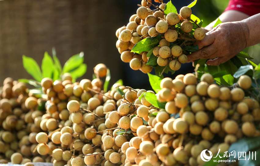 Farmers harvest longans in Luzhou, SW China's Sichuan