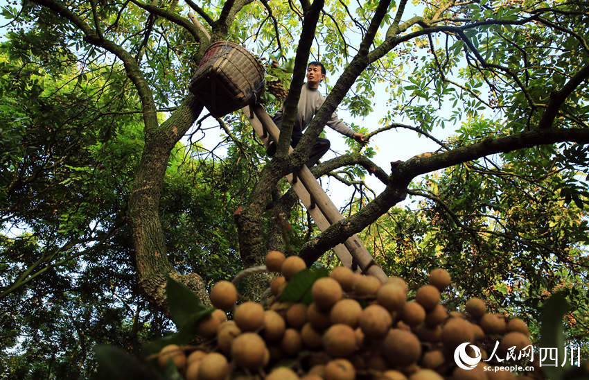 Farmers harvest longans in Luzhou, SW China's Sichuan