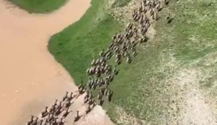 Large group of white-lipped deer spotted in a national park in Qinghai