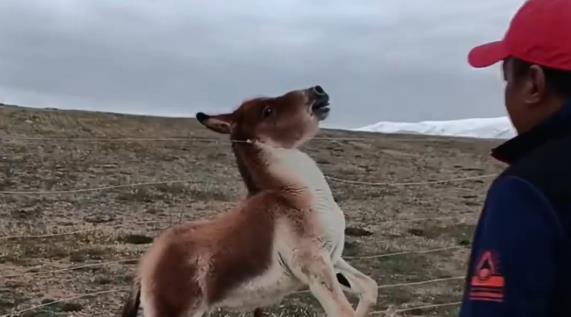 Mountaineers rescue a donkey