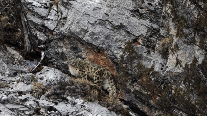 China buckles down to protect snow leopards on Qinghai-Tibet Plateau
