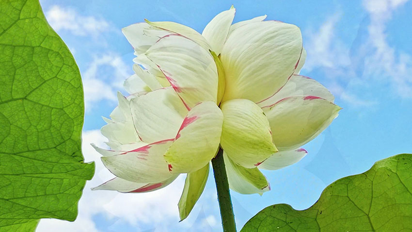 Twin lotus flower of rare variety seen in SW China's Yunnan