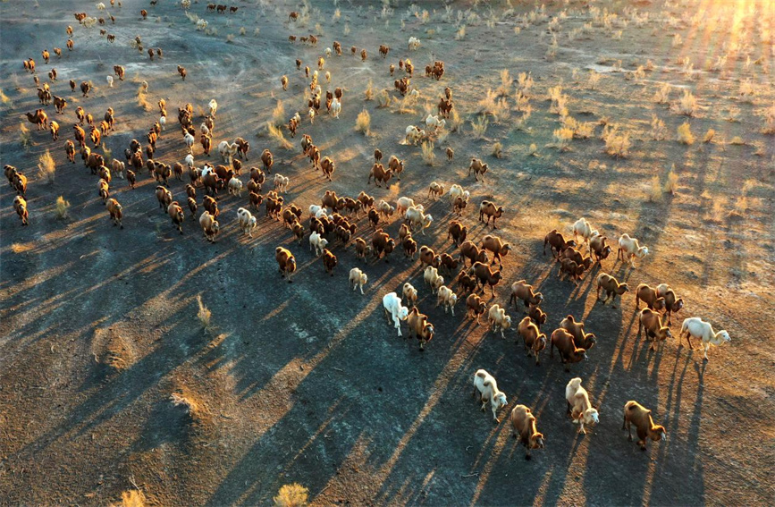 Spectacular scene of camels returning home from desert at dusk in Karamay, NW China's Xinjiang