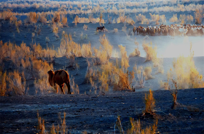 Spectacular scene of camels returning home from desert at dusk in Karamay, NW China's Xinjiang