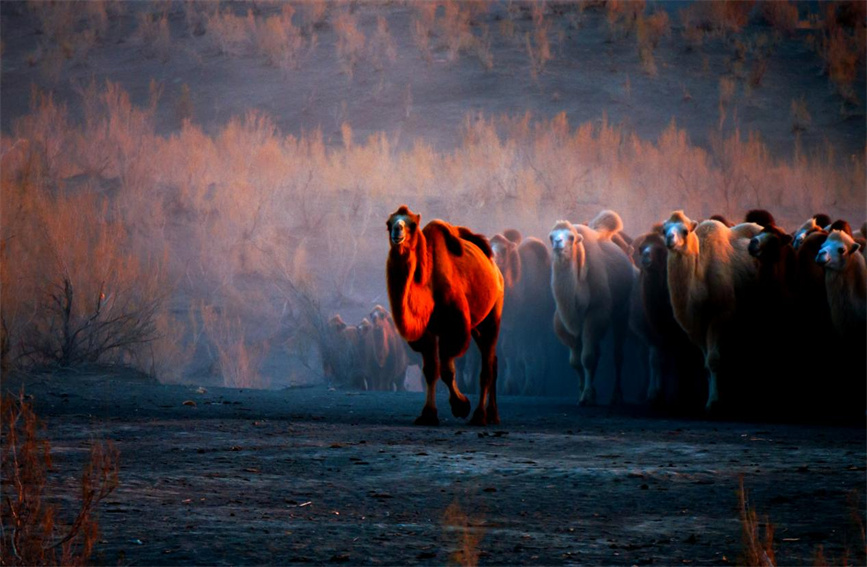 Spectacular scene of camels returning home from desert at dusk in Karamay, NW China's Xinjiang