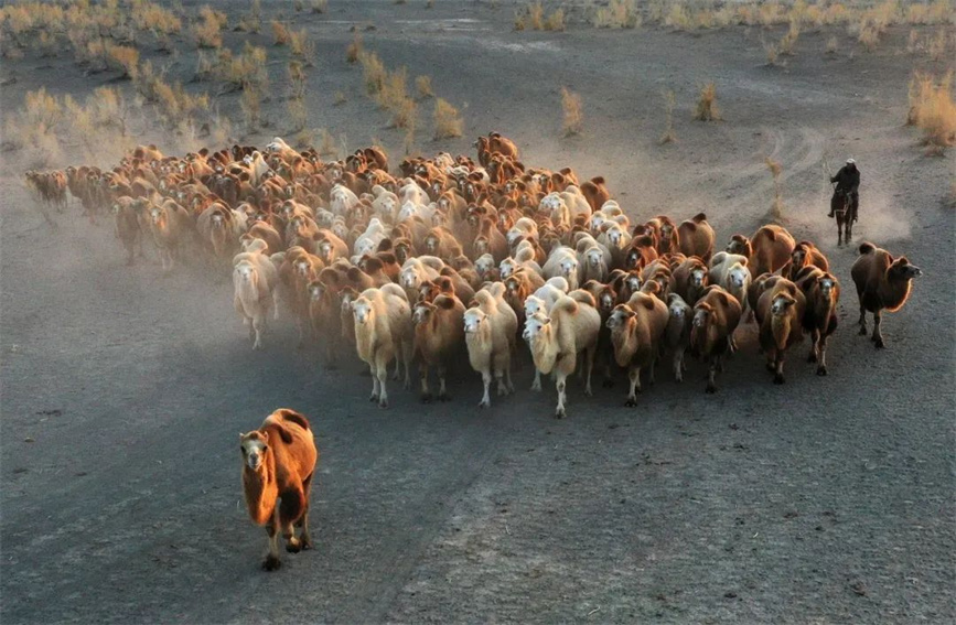Spectacular scene of camels returning home from desert at dusk in Karamay, NW China's Xinjiang