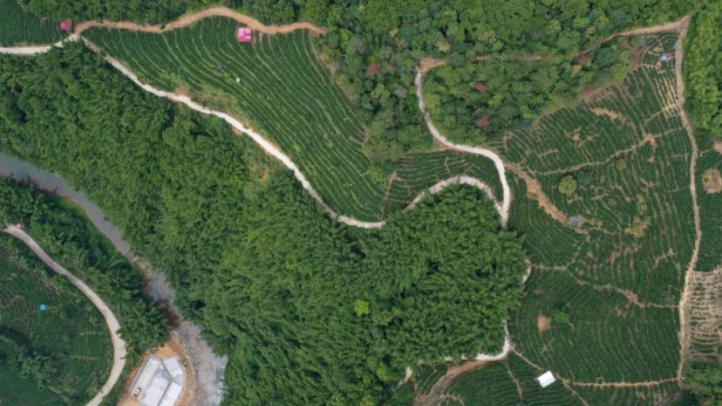 Wuzhou City famous for Liubao tea making in S China's Guangxi