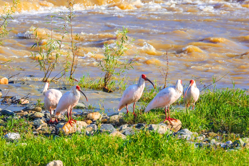 Improving ecology allows endangered crested ibises to thrive in Hanyin, NW China