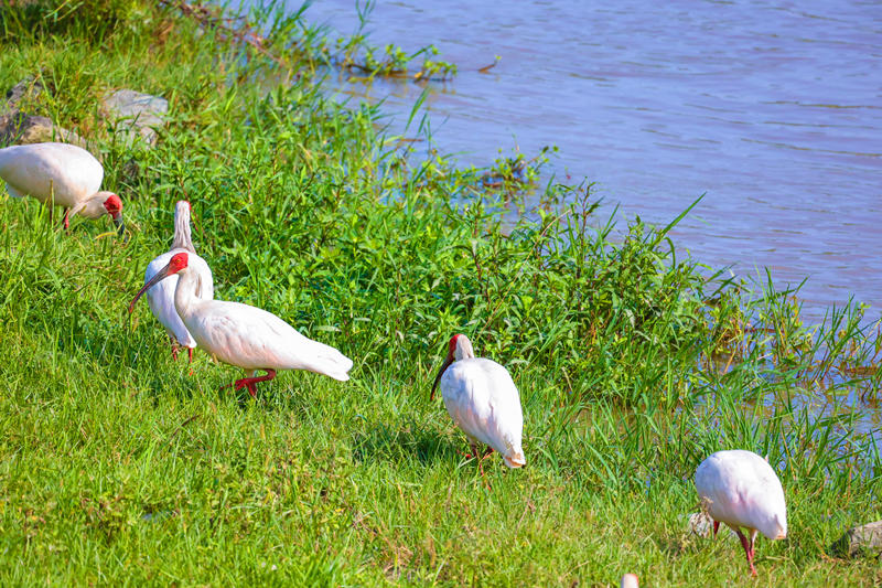 Improving ecology allows endangered crested ibises to thrive in Hanyin, NW China