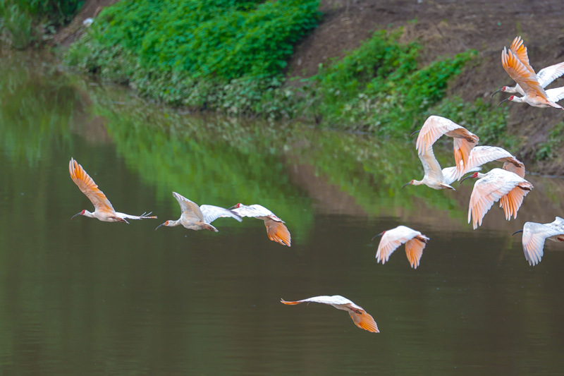 Improving ecology allows endangered crested ibises to thrive in Hanyin, NW China