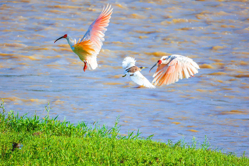 Improving ecology allows endangered crested ibises to thrive in Hanyin, NW China