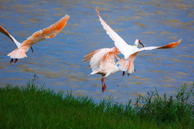 Improving ecology allows endangered crested ibises to thrive in Hanyin, NW China