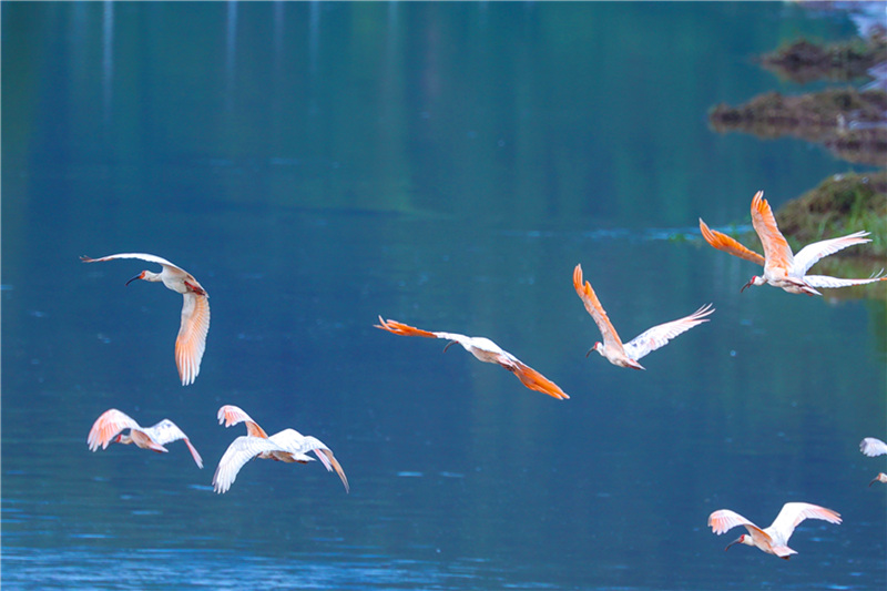 Improving ecology allows endangered crested ibises to thrive in Hanyin, NW China