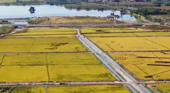 Bumper harvest of aquatic products in NW China