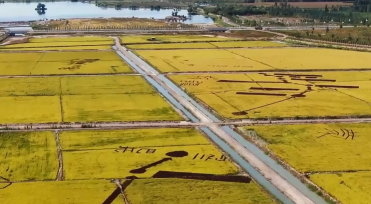 Bumper harvest of aquatic products in NW China