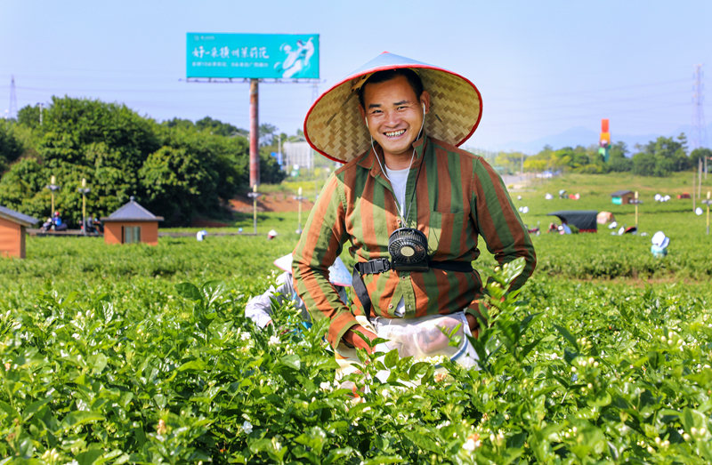 Prosperous jasmine industry boosts rural revitalization in Hengzhou, S China's Guangxi