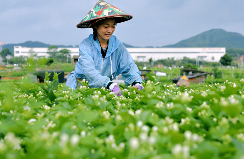 Prosperous jasmine industry boosts rural revitalization in Hengzhou, S China's Guangxi