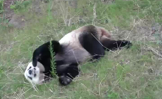 Giant panda slides down grassy hill