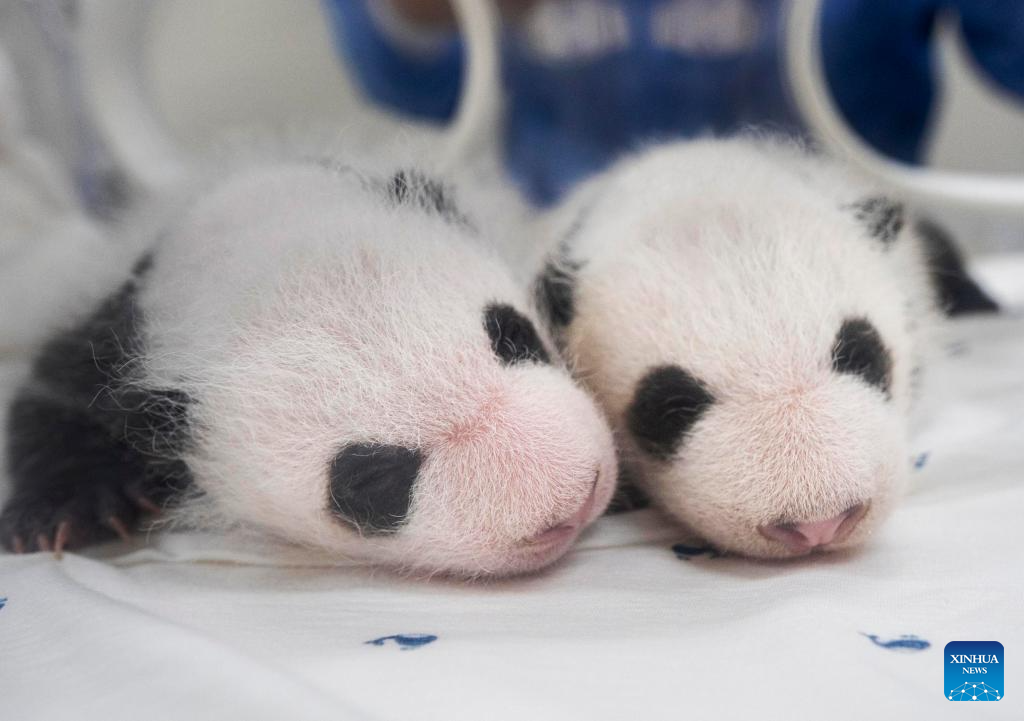 Panda cub experiences cute twitches during sleep