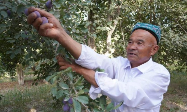 Plum industry thickens farmers' pockets in Jiashi, NW China's Xinjiang