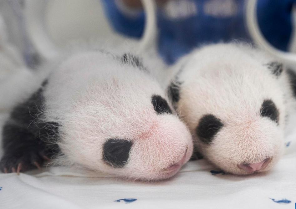 Panda cub experiences cute twitches during sleep