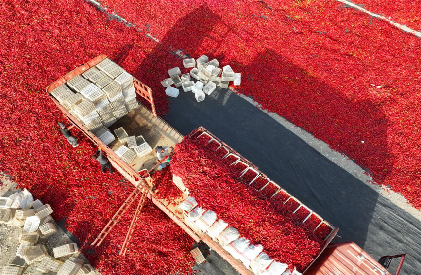 In pics: Farmers sun-dry chili peppers in NW China's Xinjiang