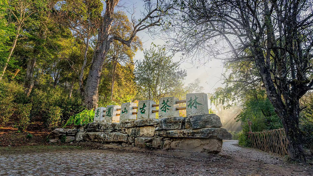 SW China's Yunnan takes measures to preserve ancient tea forest culture