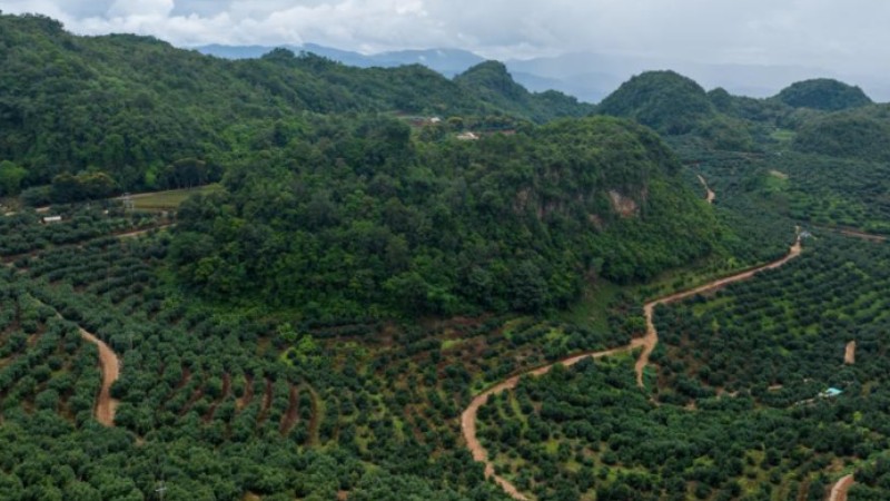 SW China's Menglian County develops avocado industry