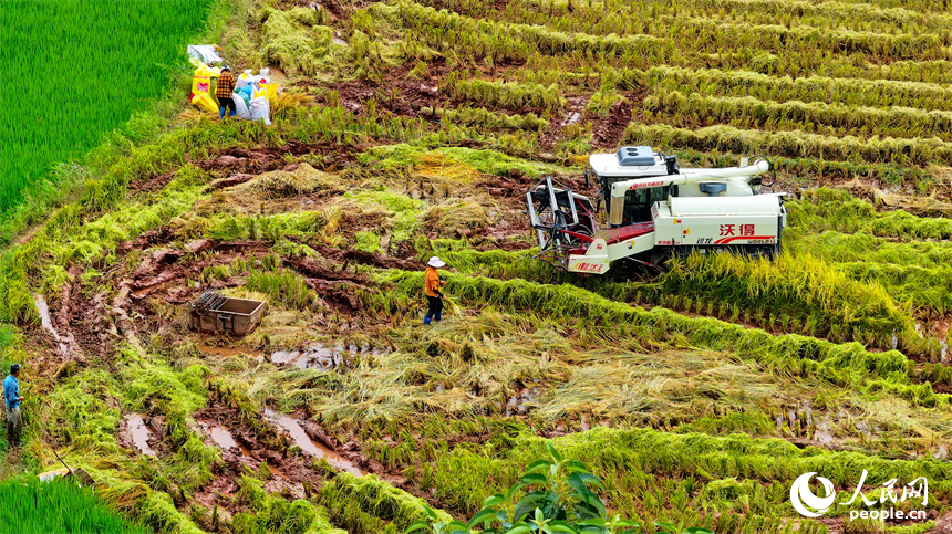 In pics: villagers harvest rice in E China's Jiangxi