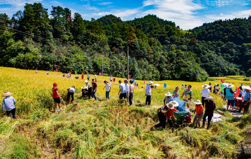 In pics: villagers holds ceremony for harvesting rice in C China's Hunan