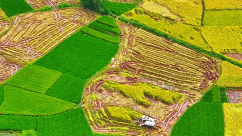 In pics: villagers harvest rice in E China's Jiangxi
