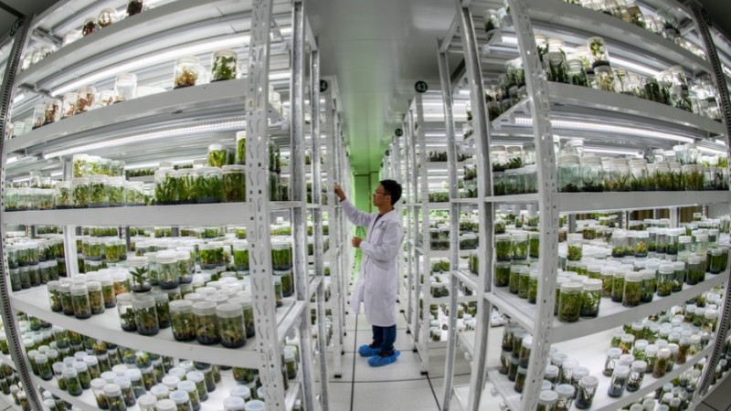 China to accelerate vitalization of seed industry
