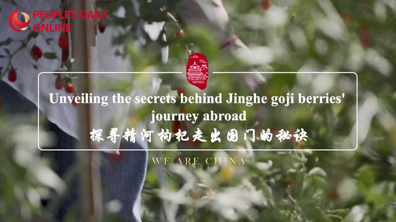 Unveiling the secrets behind Jinghe goji berries' journey abroad