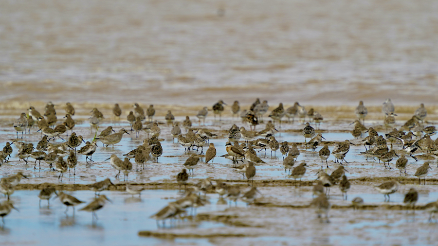 Discover beauty of biodiversity at coastal wetlands in E China's Jiangsu