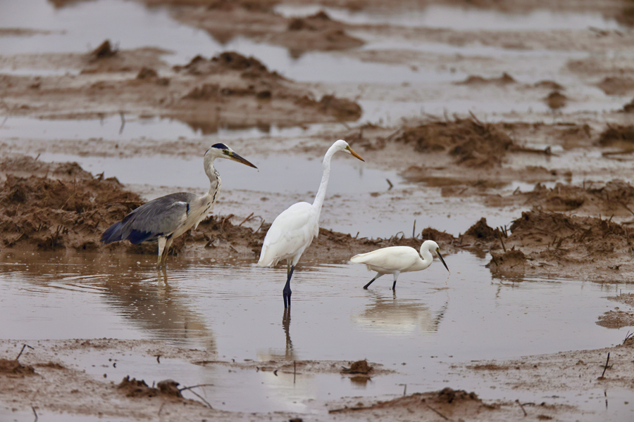 Discover beauty of biodiversity at coastal wetlands in E China's Jiangsu