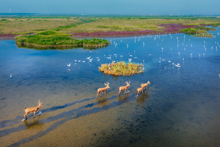 Discover beauty of biodiversity at coastal wetlands in E China's Jiangsu