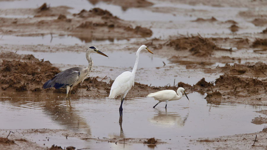 Discover beauty of biodiversity at coastal wetlands in E China's Jiangsu