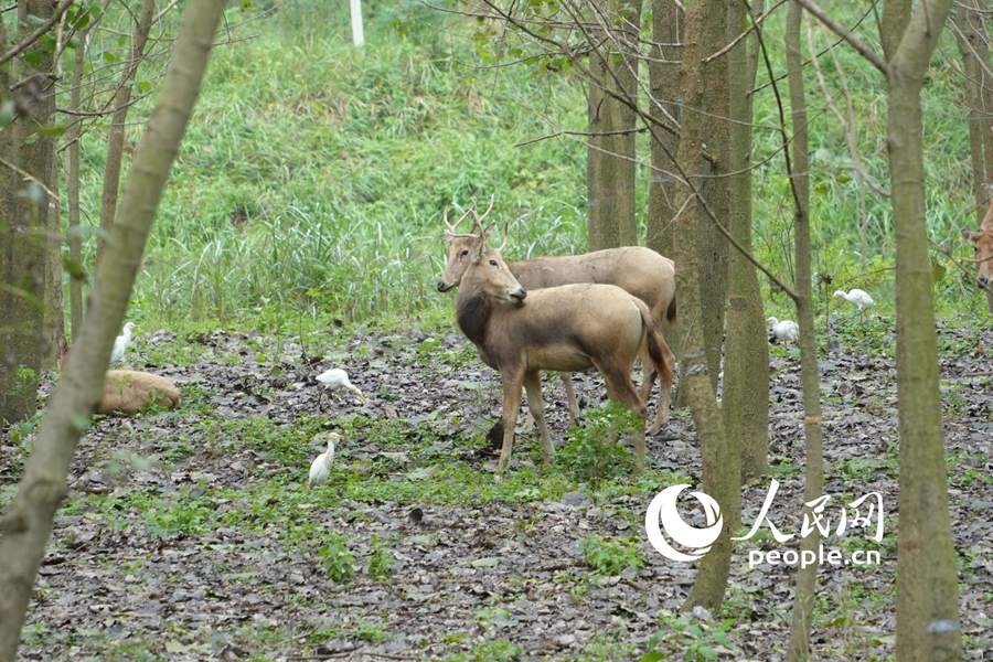 In pics: Milu deer at nature reserve in E China's Jiangsu